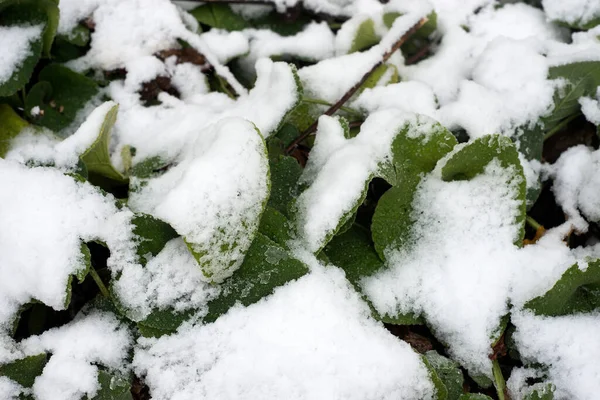 Närbild Växtblad Täckta Snö Allmän Trädgård — Stockfoto