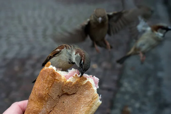 Fechar Pardais Comendo Sanduíche Mão Homem Rua — Fotografia de Stock