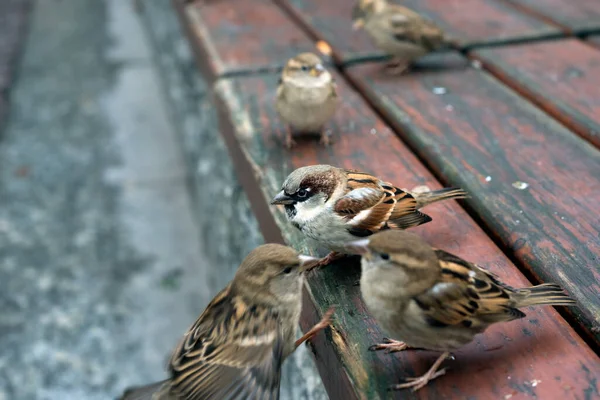 Closeup Sparrows Standing Wooden Bench Street — Stock Photo, Image