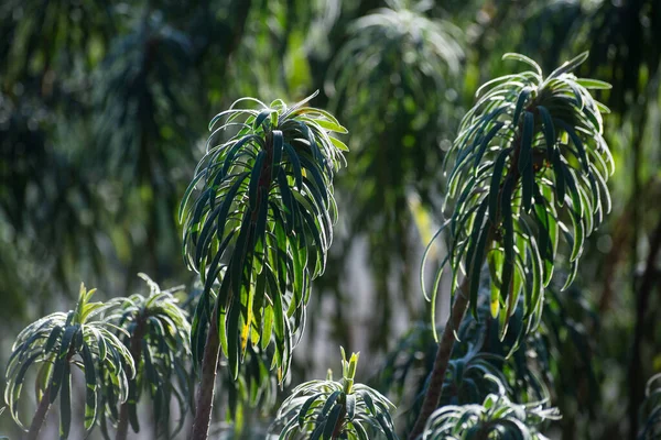 Närbild Ljusstråle Euphorbia Växt Allmän Trädgård — Stockfoto
