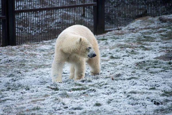 Retrato Urso Polar Jovem Andando Grama Congelada Parque Zoológico — Fotografia de Stock