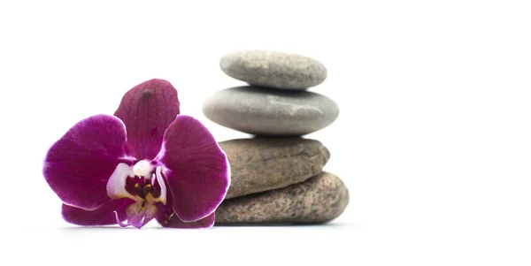 Closeup Purple Orchid Stone Balance White Background — Stock Photo, Image