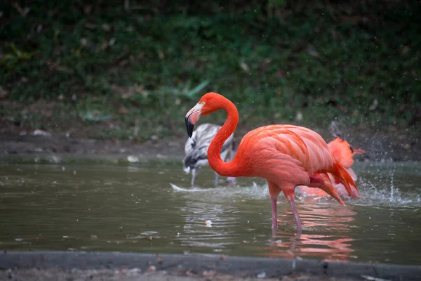 Retrato Flamingos Rosa Água — Fotografia de Stock