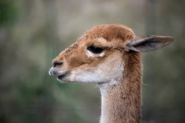 Retrato Lama Marrom Parque Zoológico — Fotografia de Stock