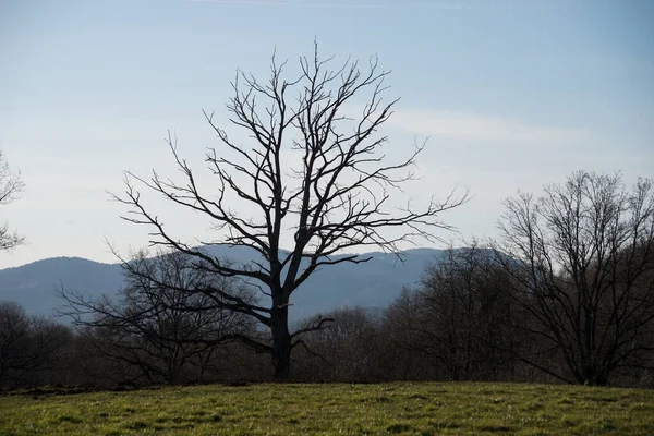 Silhueta Árvore Grande Prado Fundo Paisagem Inverno — Fotografia de Stock