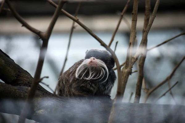 Portret Van Kleine Keizer Tamarin Zittend Boomtak — Stockfoto