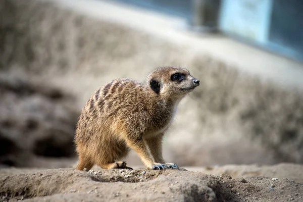 Portrait Suricate Assis Sur Terre — Photo