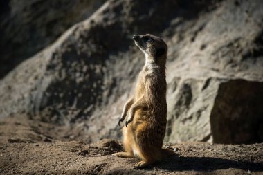 Arazide duran mirket portresi