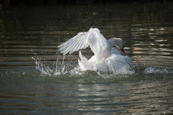 Портрет Белого Лебедя Плескающегося Воде — стоковое фото