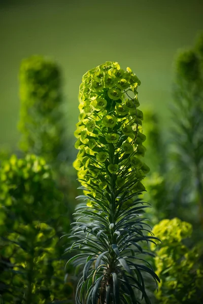 Zöld Eufória Virágok Közelsége Egy Nyilvános Kertben — Stock Fotó