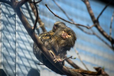 Ağaç dalındaki küçük ouistiti maymunu portresi 