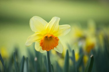 Halka açık bir bahçede sarı nergislere yakın çekim