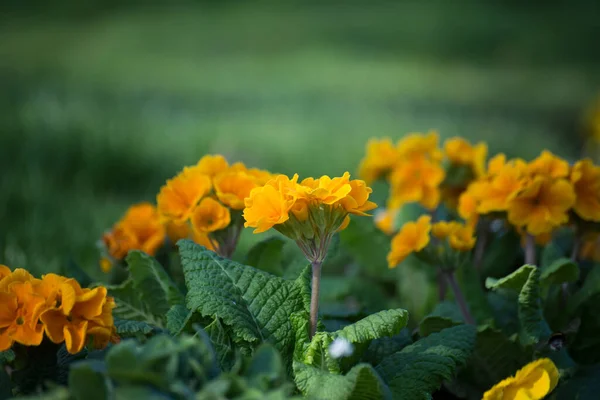 Closeup Orange Primrose Public Garden — Stock Photo, Image