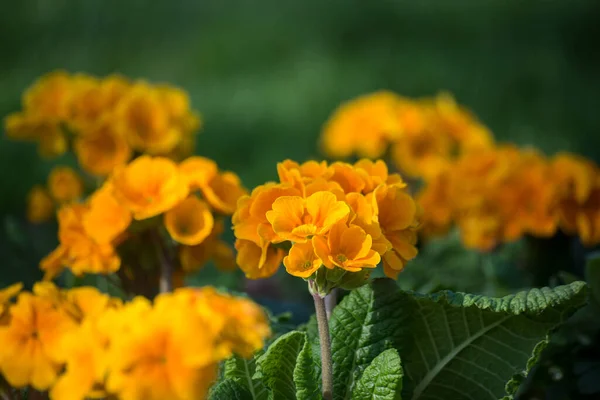 Primer Plano Onagra Naranja Jardín Público —  Fotos de Stock