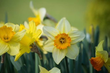 Halka açık bir bahçede sarı nergislere yakın çekim