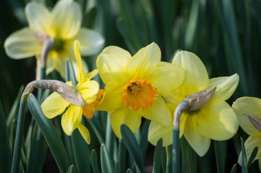 Halka açık bir bahçede sarı nergislere yakın çekim
