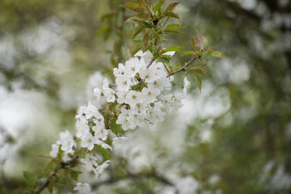Detailní Záběr Větve Třešňového Květu Veřejné Zahradě — Stock fotografie