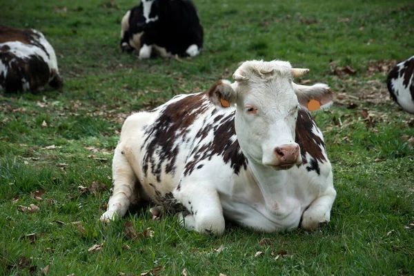Retrato Vaca Blanca Negra Sentada Hierba Prado —  Fotos de Stock