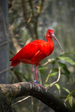 Ağaç dalında duran kızıl aynak portresi