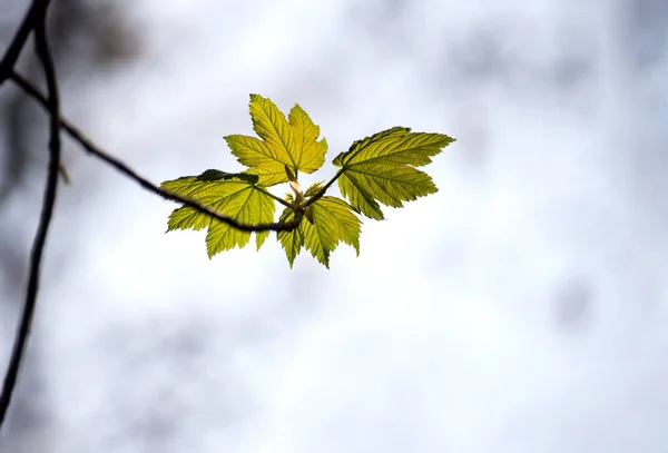 Close Van Jonge Esdoorn Bladeren Groeien Boom Tak Het Voorjaar — Stockfoto