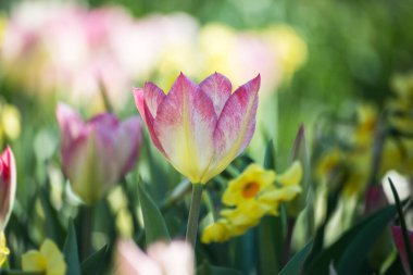Halka açık bir bahçede pembe laleler grubu