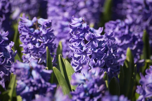 Närbild Lila Hyacint Allmän Trädgård — Stockfoto