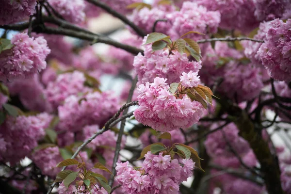 Gros Plan Fleurs Cerisier Rose Cerisier Ornemental — Photo