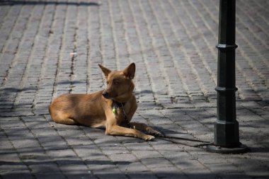 Dükkânın önünde bekleyen bir köpeğin portresi.