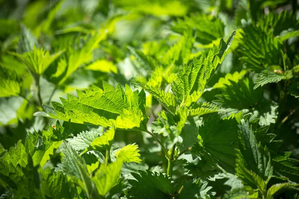 Primer Plano Las Hojas Ortiga Bosque — Foto de Stock