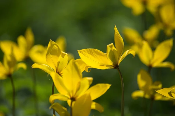 Zbliżenie Żółtych Tulipanów Ogrodzie Publicznym — Zdjęcie stockowe