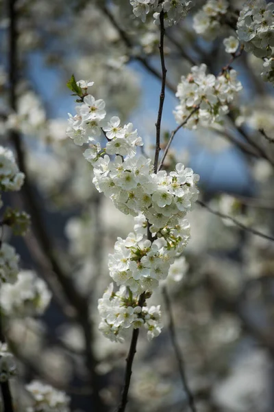 Közelkép Cseresznyevirág Kék Háttér — Stock Fotó