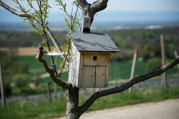 Ahşap Kuş Evi Iyon Ağacı Dalına Yakın Çekim — Stok fotoğraf