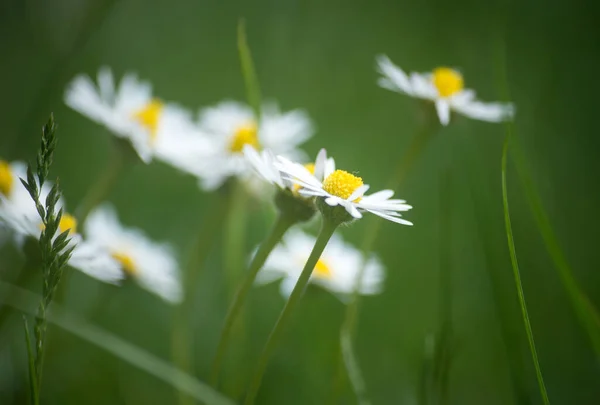 Closeup Wild Daisies Meadow — Zdjęcie stockowe