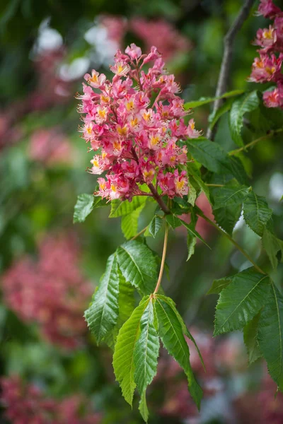 Halka açık bir bahçede kestane ağacının dalında pembe çiçeklere yakın çekim