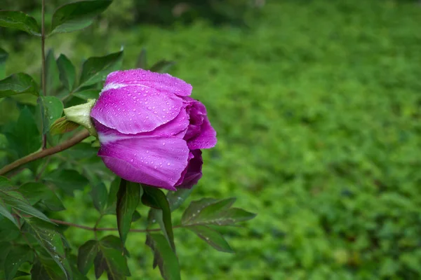 Closeup Rain Drops Purple Peony Flower Public Garden — Fotografia de Stock