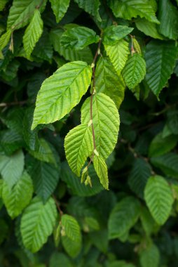 Hornbeam yaprakları baharda çalılıklarda toplanır.