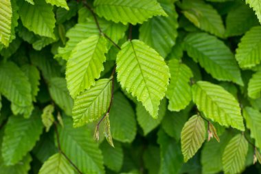 Hornbeam yaprakları baharda çalılıklarda toplanır.