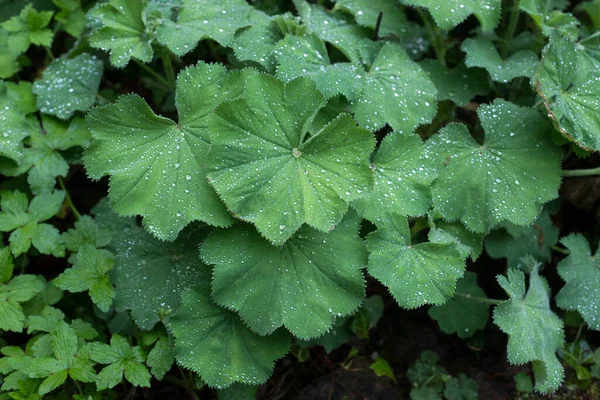 Closeup Rain Drops Alchemillla Leaves Public Garden — Stok fotoğraf