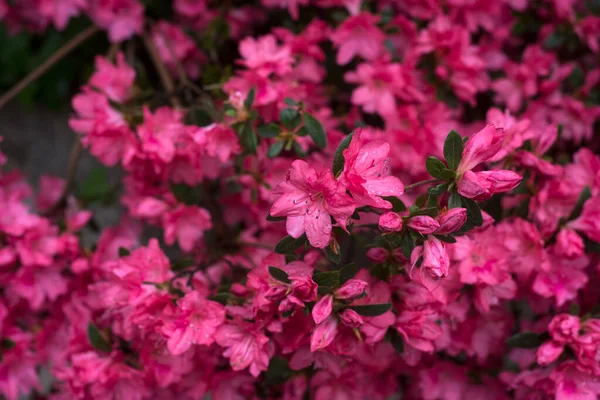 Halka açık bir bahçede pembe açelya çiçekleri.