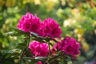 Kamu bahçesinde çiçek açan pembe rhododendronların yakın çekimi