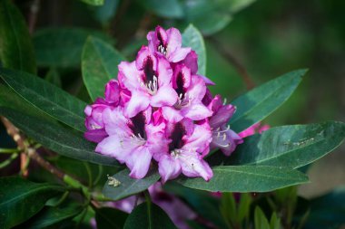 Kamu bahçesinde çiçek açan pembe rhododendronların yakın çekimi