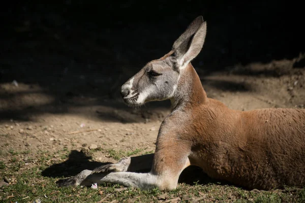 Portrait Wild Kangaroo Sitting Zoologic Park — Stok fotoğraf