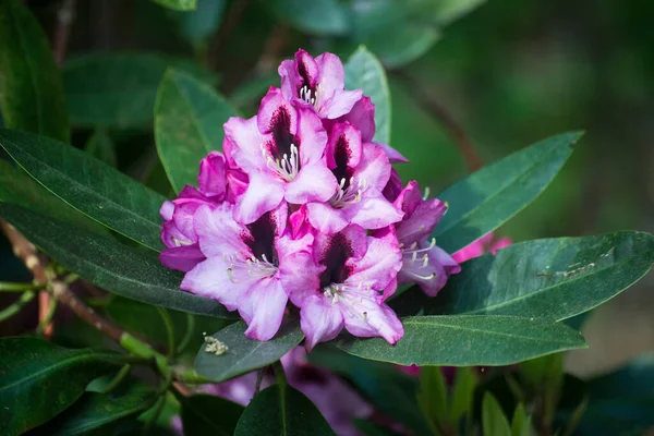 Kamu bahçesinde çiçek açan pembe rhododendronların yakın çekimi
