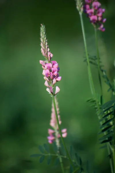 Närbild Vilda Rosa Hortus Fokus Blommor Äng — Stockfoto