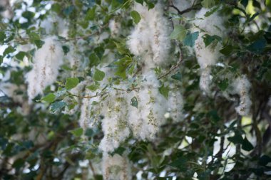 İlkbaharda polenlerin kapladığı kavak ağacı dallarının yakınlaşması
