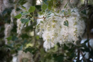 İlkbaharda polenlerin kapladığı kavak ağacı dallarının yakınlaşması