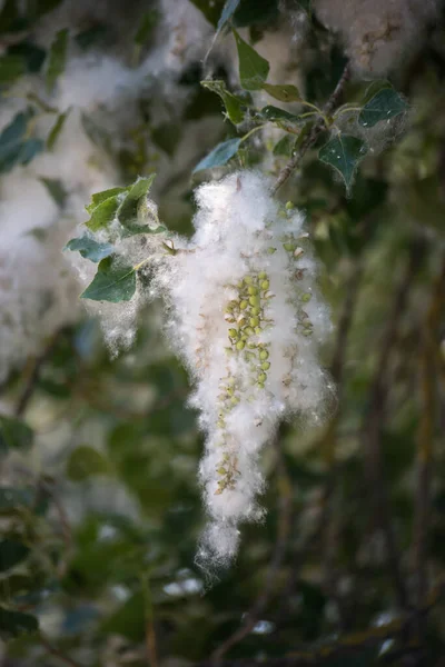 Nahaufnahme Von Pappelzweigen Die Frühling Von Pollen Bedeckt Sind — Stockfoto