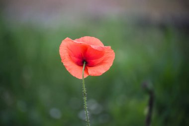 Çayırdaki yabani gelinciğin yakın çekimi.