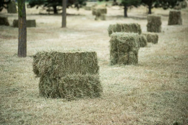 Vue Des Carrés Herbe Empilés Dans Champ — Photo