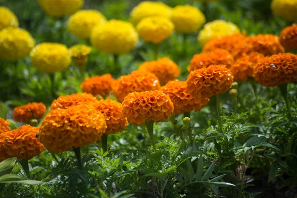 Closeup Yellow Orange Color Marigolds Flowers Public Garden — Stock Photo, Image